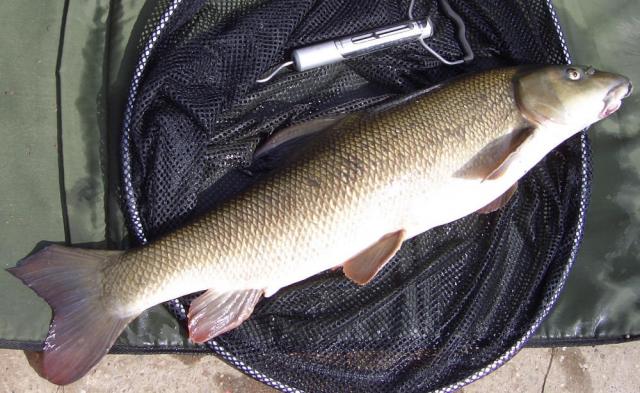 IanBarbel7_10lb.jpg